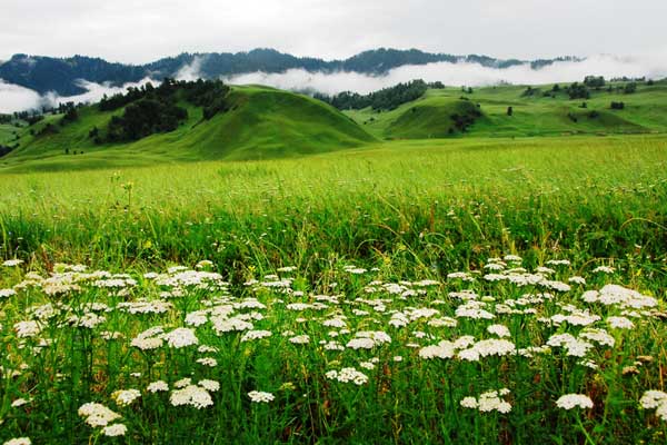 Summer mists surround the low-rise grass dunes like belts. [Photo:CRIENGLISH.com/Zhang Lei]