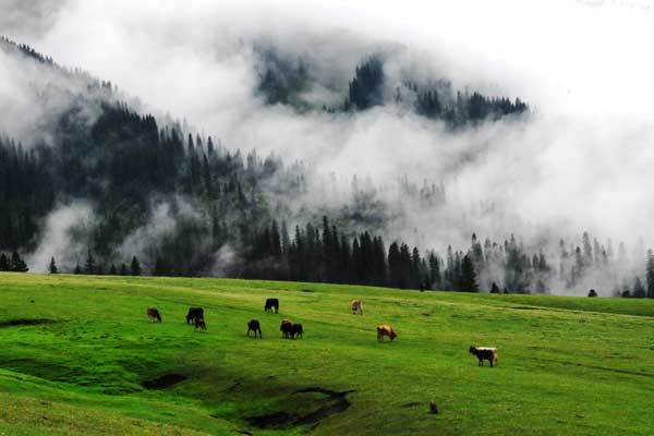 Horses roam free at the foothills. [Photo:CRIENGLISH.com/Zhang Lei] 