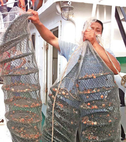 A fisherman in Changdao, Shandong province, captures scallops. Fishermen are worried the oil spill in Bohai Bay has hindered their harvest. [China Daily] 