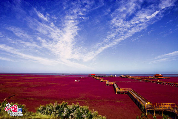 The red seepweed unfolds across the horizon, striking an alarming contrast with the blue sky. 