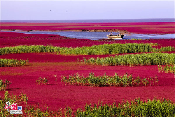 Tourists can take a boat ride, and sail across the seepweed wetland.