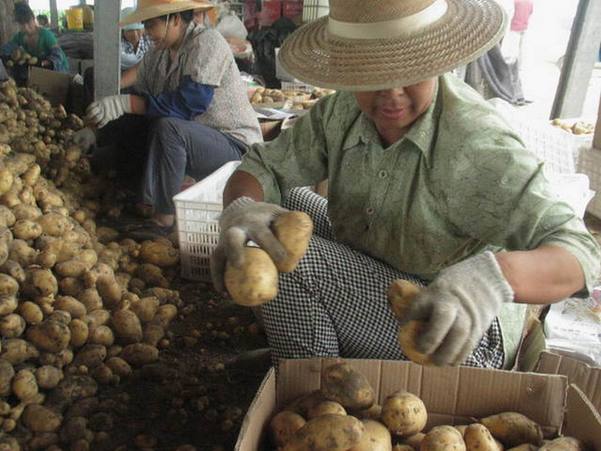 Shandong village excels in export of potatoes