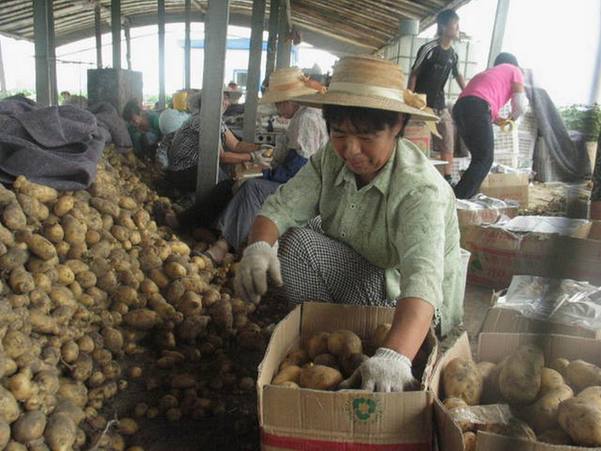 Shandong village excels in export of potatoes