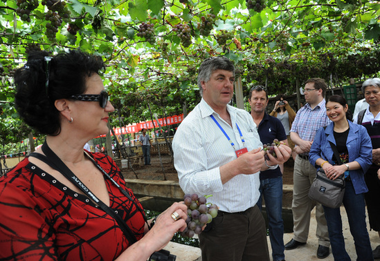 Australian guests tour Shandong's grape garden