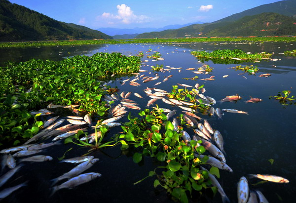 Dead fish are seen in a pond at a fish cultivation base in Gutian county, Fujian Province, Sept. 3, 2011.