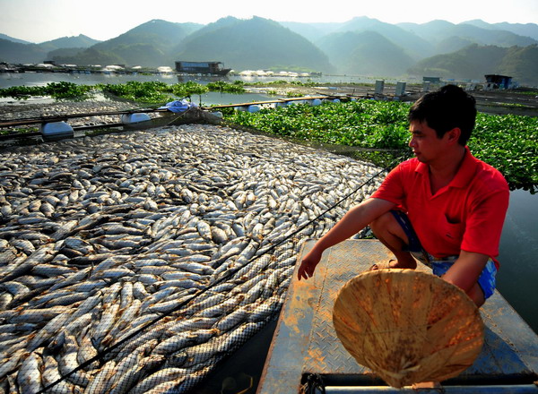 Fisher Zhang Jinping looks at dead fishes in the Minjiang River in Shuikou Township of Gutian County in southeast China's Fujian Province, Sept. 3, 2011. 