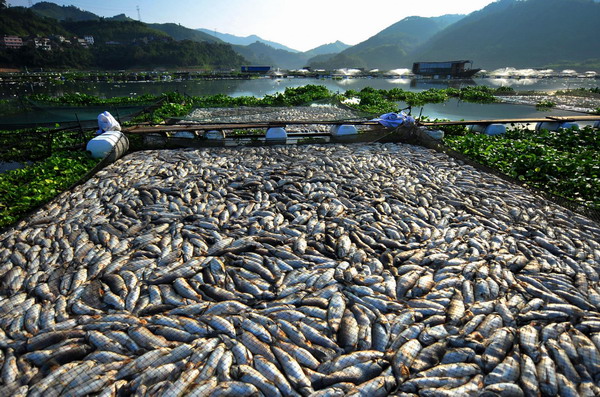 Millions of dead fish float in a pond at a fish cultivation base in Gutian county, Fujian Province, Sept. 3, 2011. 