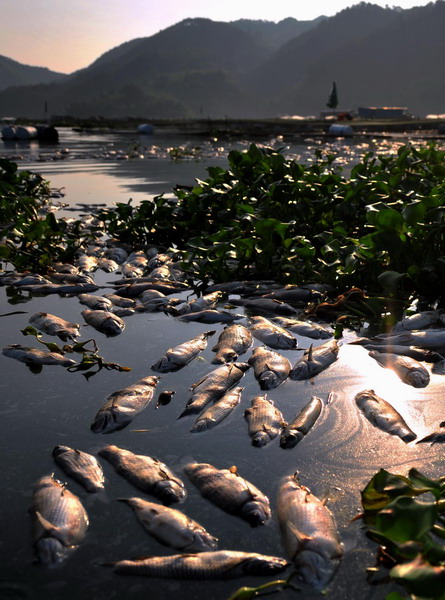 Dead fish lie in a pond at a fish cultivation base in Gutian county, Ningde city in east China's Fujian Province, Sept. 3, 2011. 