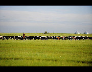 Located in northeastern Inner Mongolia, Hulunbuir Grassland is considered to be the 'most unsullied grassland' in China. Named after the Hulun and Buir lakes, the grassland features the beautiful scenery of vast grassland, forests, rivers and lakes, as well as the unique custom of the Mongolian ethnic group.[Panht/bbs.fengniao]