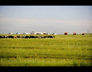 Located in northeastern Inner Mongolia, Hulunbuir Grassland is considered to be the 'most unsullied grassland' in China. Named after the Hulun and Buir lakes, the grassland features the beautiful scenery of vast grassland, forests, rivers and lakes, as well as the unique custom of the Mongolian ethnic group.[Panht/bbs.fengniao]