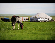 Located in northeastern Inner Mongolia, Hulunbuir Grassland is considered to be the 'most unsullied grassland' in China. Named after the Hulun and Buir lakes, the grassland features the beautiful scenery of vast grassland, forests, rivers and lakes, as well as the unique custom of the Mongolian ethnic group.[Panht/bbs.fengniao]