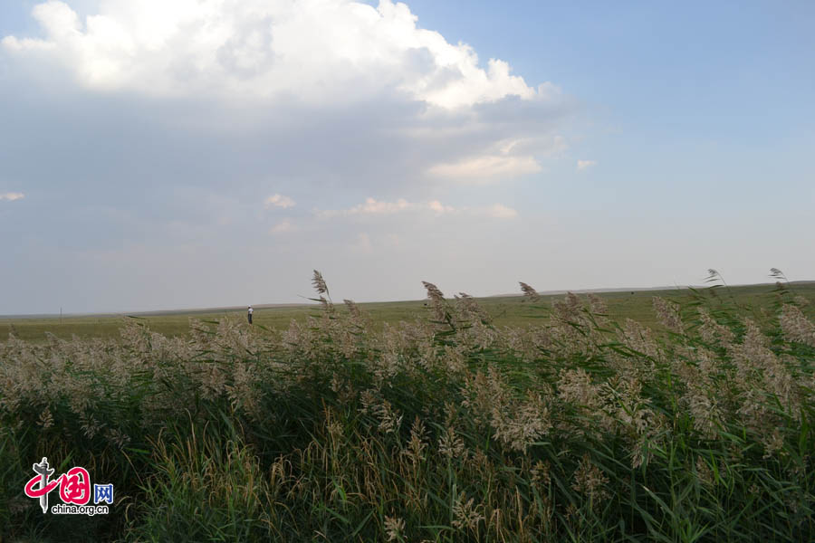 Xilinguole National Nature Reserve lies in the boundaries of Xilinguole City in the Inner Mongolia Autonomous Region. Covering a total area of 10,786 square kilometers, the reserve was established in 1985 as the first grassland nature reserve in China. [Photo by Corey Cooper/China.org.cn]