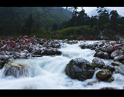 Hongshitan, or Red Stone Land, is a scenic area of Hailuogou, which is famous for its red color rocks along the creek. Hailuogou is one of Sichuan's lesser-known attractions, about 300 kilometers southwest of Chengdu. It offers a panoramic vista that includes the snow-covered 7,556-meter-high peak of Mount Konka, a rare low-altitude glacier, silent Tibetan prayer stone altars, beautiful trees and lovely animals. [Dongtiandexue01/bbs.fengniao]