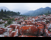 Hongshitan, or Red Stone Land, is a scenic area of Hailuogou, which is famous for its red color rocks along the creek. Hailuogou is one of Sichuan's lesser-known attractions, about 300 kilometers southwest of Chengdu. It offers a panoramic vista that includes the snow-covered 7,556-meter-high peak of Mount Konka, a rare low-altitude glacier, silent Tibetan prayer stone altars, beautiful trees and lovely animals. [Dongtiandexue01/bbs.fengniao]