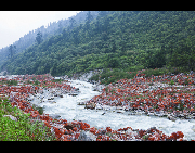 Hongshitan, or Red Stone Land, is a scenic area of Hailuogou, which is famous for its red color rocks along the creek. Hailuogou is one of Sichuan's lesser-known attractions, about 300 kilometers southwest of Chengdu. It offers a panoramic vista that includes the snow-covered 7,556-meter-high peak of Mount Konka, a rare low-altitude glacier, silent Tibetan prayer stone altars, beautiful trees and lovely animals. [Dongtiandexue01/bbs.fengniao]