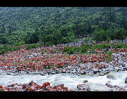 Hongshitan, or Red Stone Land, is a scenic area of Hailuogou, which is famous for its red color rocks along the creek. Hailuogou is one of Sichuan's lesser-known attractions, about 300 kilometers southwest of Chengdu. It offers a panoramic vista that includes the snow-covered 7,556-meter-high peak of Mount Konka, a rare low-altitude glacier, silent Tibetan prayer stone altars, beautiful trees and lovely animals. [Dongtiandexue01/bbs.fengniao]