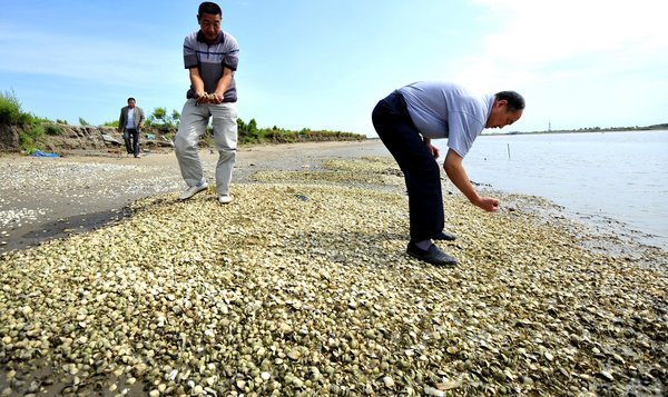 Local fishermen are checking the dead scallops on Sep 1, 2011, in Yangjiao village, Laoting county, north China's Hebei Province. [sina.com]