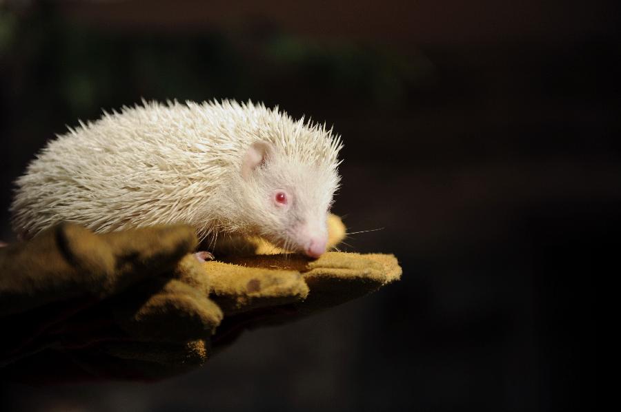 An albino hedgehog sits on a palm of a zookeeper in the Botanical Garden (Dendrarium) in the Russian Black Sea resort of Sochi. [Xinhua/AFP]