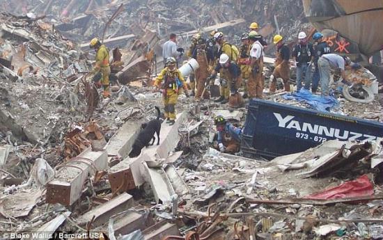 Searching for survivors: The dogs worked around the clock in the vain hope of finding anyone still alive at the World Trade Center site.