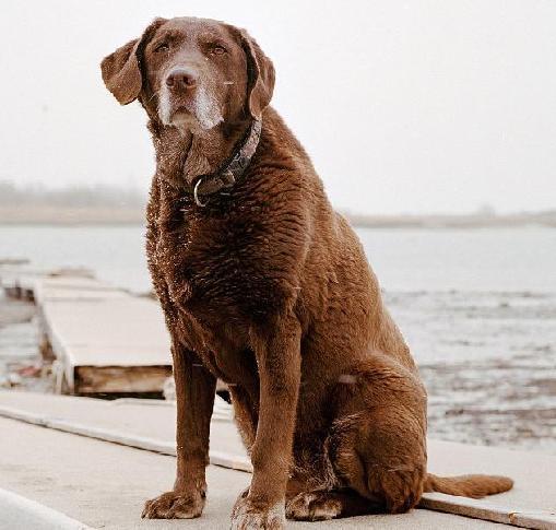 Moxie, 13, from Winthrop, Massachusetts, arrived with her handler, Mark Aliberti, at the World Trade Center on the evening of September 11 and searched the site for eight days.