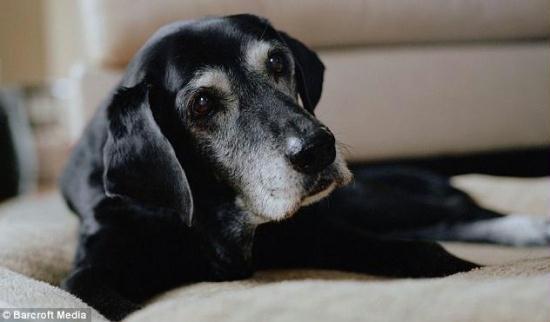 Tara, 16, from Ipswich, Massachusetts, arrived at the World Trade Center on the night of the 11th. The dog and her handler Lee Prentiss were there for eight days.