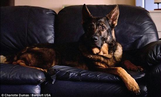 Kaiser, 12, pictured at home in Indianapolis, Indiana, was deployed to the World Trade Center on September 11 and searched tirelessly for people in the rubble.