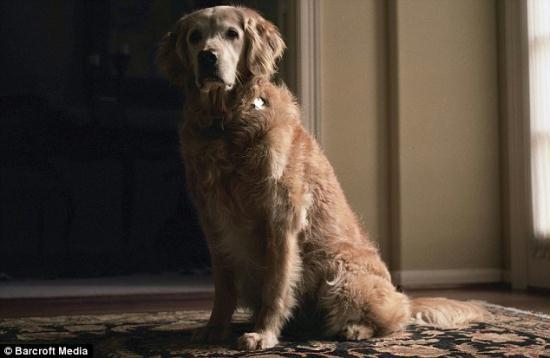 Bretagne and his owner Denise Corliss from Cypress, Texas, arrived at the site in New York on September 17, remaining there for ten days.