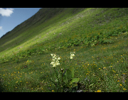 Balang Mountain is also named Banlan Mountain in the locals. But in Tibetan language, it is called Balangla, means 'the mountain of strange willows'. Balang Mountain is covered with snow all the year round. It stands 5,040 meters above sea level between the Wolong Nature Reserve and Rilong Town of Xiaojin County. It offers very breathtaking mountain landscape and suitable for climbing all the year. [Hongfuyang/bbs.fengniao]