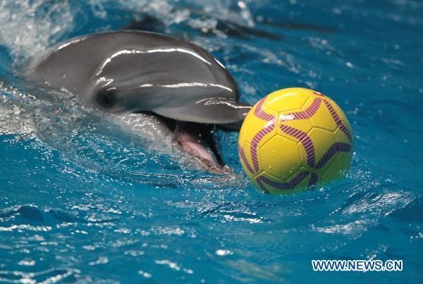 A dolphin takes part in an aquatic football match at the Hefei Aquarium in Hefei, capital of east China's Anhui Province, July 8, 2010. [File Photo] 