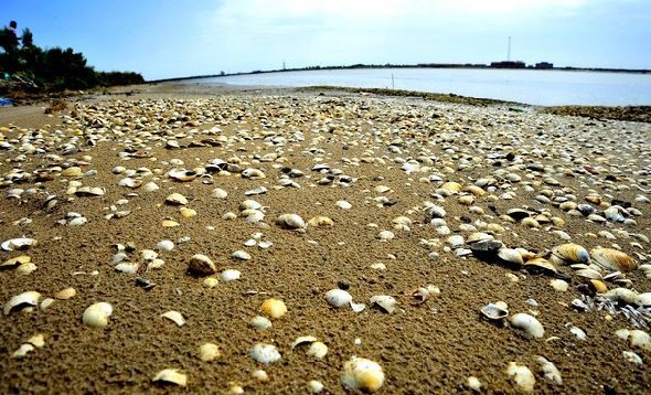The massive dead scallops are found in the beach of Laoting county, north China's Hebei Province. Fishermen in the province are preparing to sue the U.S.-based oil giant ConocoPhillips, as they believe recent oil spills in a nearby bay are blamed for large numbers of marine life dying. [sina.com]