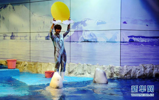 On Sept. 8, two white whales kiss in front the 'moon' held by their trainer. On the eve of the Mid-Autumn Day, polar white whales and their trainer jointly staged a performance named 'appreciate the full moon' to welcome the traditional Chinese festival at an aquarium in Harbin.