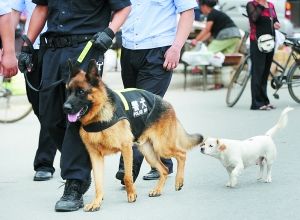 More police dogs to go on street patrols.