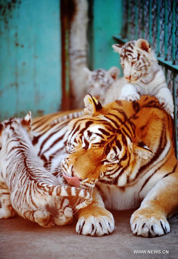 A Bengali white tiger cub and its Siberian tiger mother are seen in a tiger park in northeast China's Heilongjiang Province, Sept. 9, 2011. Five two-month-old Bengali white tiger cubs grew healthily in the park with the feeding of a female Siberian tiger. [Xinhua] 