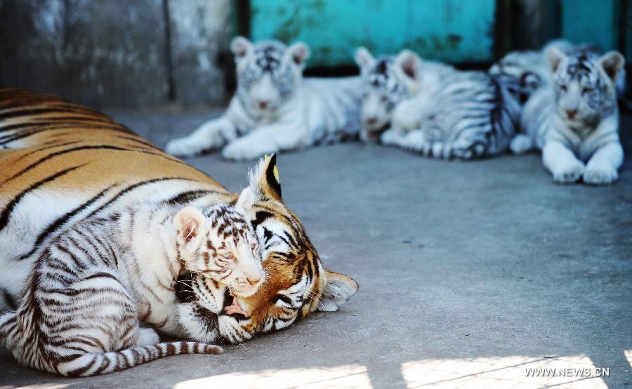 A Bengali white tiger cub and its Siberian tiger mother are seen in a tiger park in northeast China's Heilongjiang Province, Sept. 9, 2011. Five two-month-old Bengali white tiger cubs grew healthily in the park with the feeding of a female Siberian tiger. [Xinhua] 
