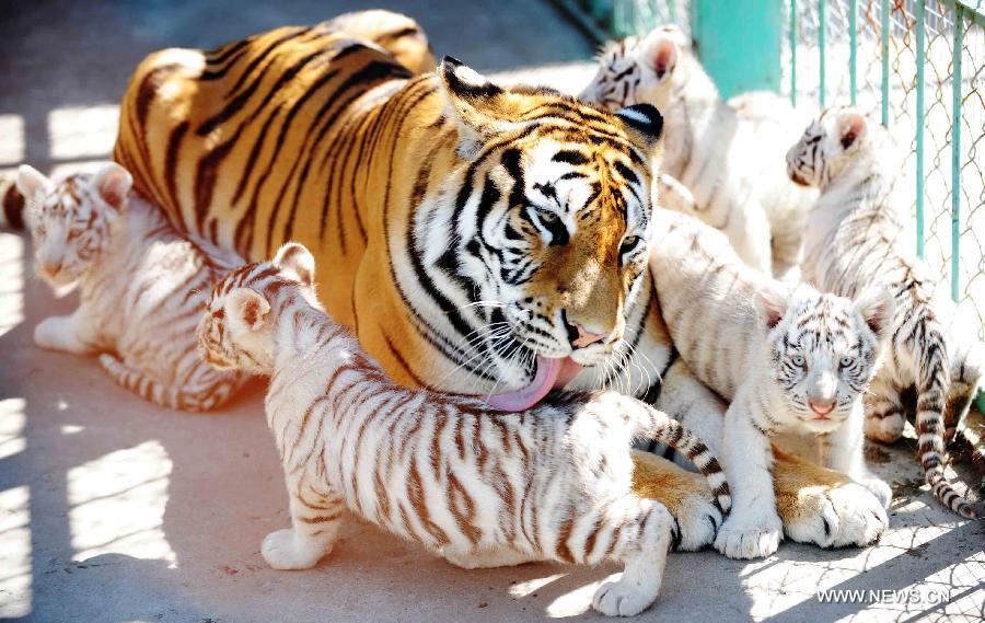 Five Bengali white tiger cubs and its Siberian tiger mother are seen in a tiger park in northeast China's Heilongjiang Province, Sept. 9, 2011. Five two-month-old Bengali white tiger cubs grew healthily in the park with the feeding of a female Siberian tiger.