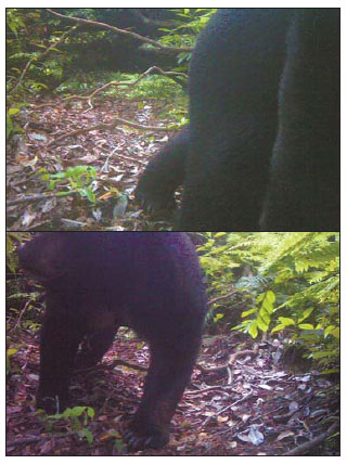 The first black bear seen in the wild in Gutian Mountain in Kaihua county of Zhejiang's Quzhou city is captured on camera on June 9, which experts say proves the bears still inhabit the region.