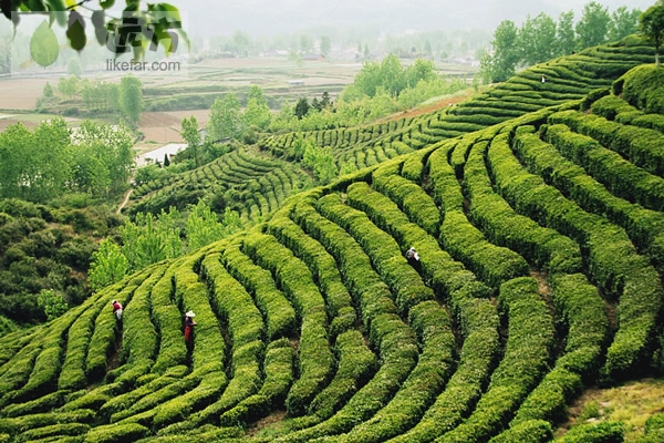 A large expanse of tea bushes. [Photo:likefar.com]