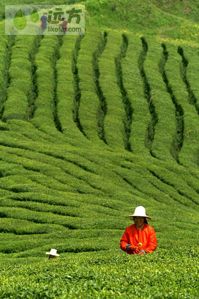Villagers pick tea leaves in the fields. [Photo:likefar.com]