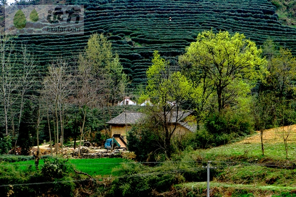 Several farmhouses are scattered on open land beside the tea fields. [Photo:likefar.com]
