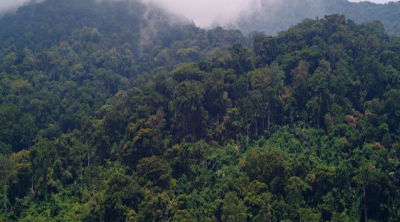 An ineffective climate change regime on forests would entail losses in the global economy of $1 trillion per year by 2100. [un.org] 