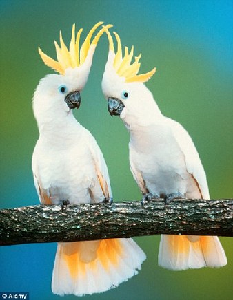 Bird talk: Two cockatoos living in the wild in Australian's Northern Territory