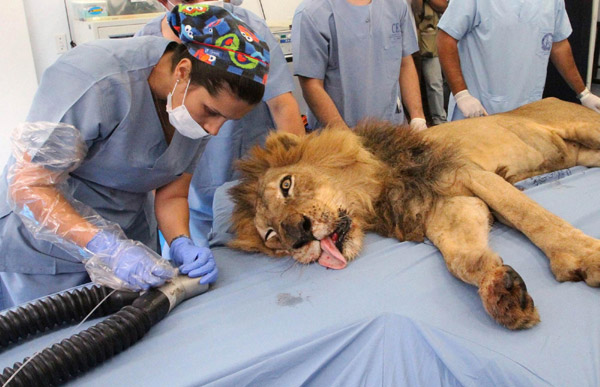 Male lion Tyson receives dental treatment at a veterinary clinic in Medellin September 15, 2011. Tyson is a 20-year-old lion living at Santafe Zoo in Medellin. [Agencies] 