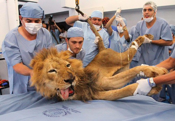 Male lion Tyson receives dental treatment at a veterinary clinic in Medellin September 15, 2011. Tyson is a 20-year-old lion living at Santafe Zoo in Medellin. [Agencies] 