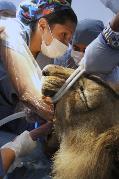 Male lion Tyson receives dental treatment at a veterinary clinic in Medellin September 15, 2011. Tyson is a 20-year-old lion living at Santafe Zoo in Medellin. [Agencies] 