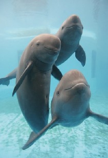 The family of Yangtze finless porpoises bred in 2005. [File photo] 