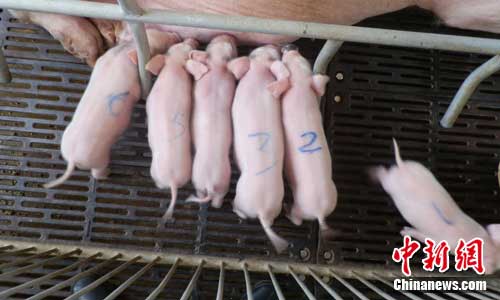 Six piglets cloned from 'Strong pig'.