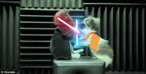 In a galaxy far, far away... two kittens did battle with light sabres. [Agencies]