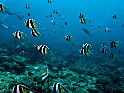 Coral reef in Bunaken water, Indonesia. [File photo]