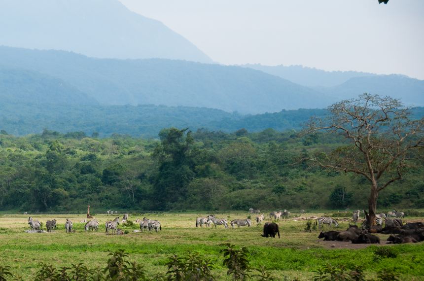 A large herd of Zebras and bisons rest in a meadow in Arusha National Park. [Maverick Chen / China.org.cn]