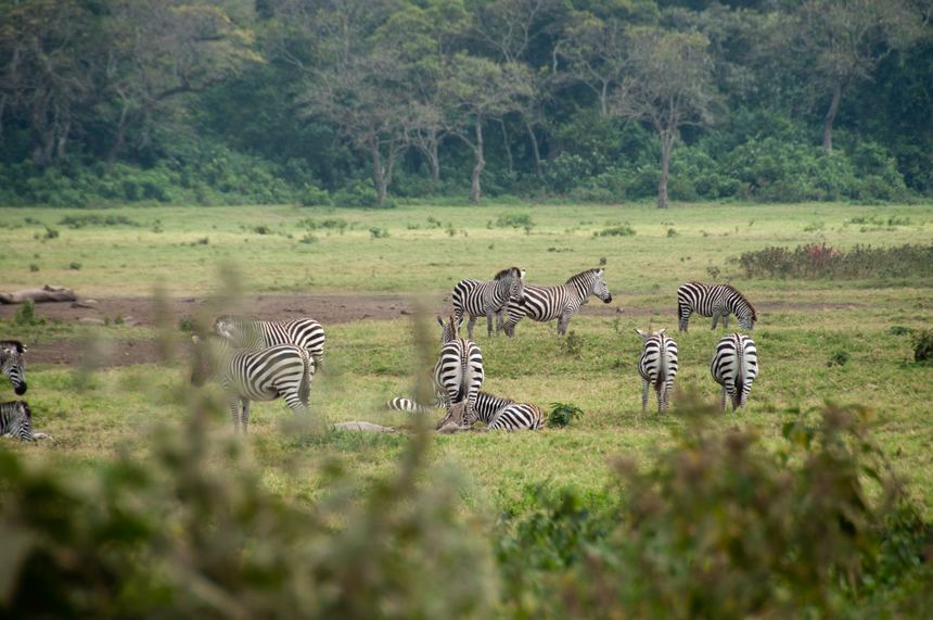 Ferocious predators don&apos;t usually harass the herbivorous animals in Arusha; the zebras are relaxing in the afternoon sunshine. [Maverick Chen / China.org.cn]